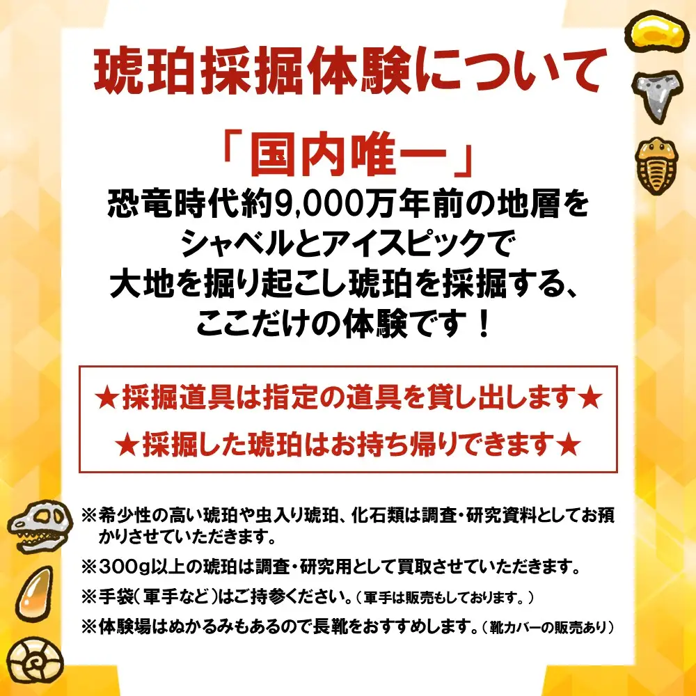 ＼恐竜時代の地層から琥珀を掘り出す本格体験／「琥珀採掘体験プラン」１名様分