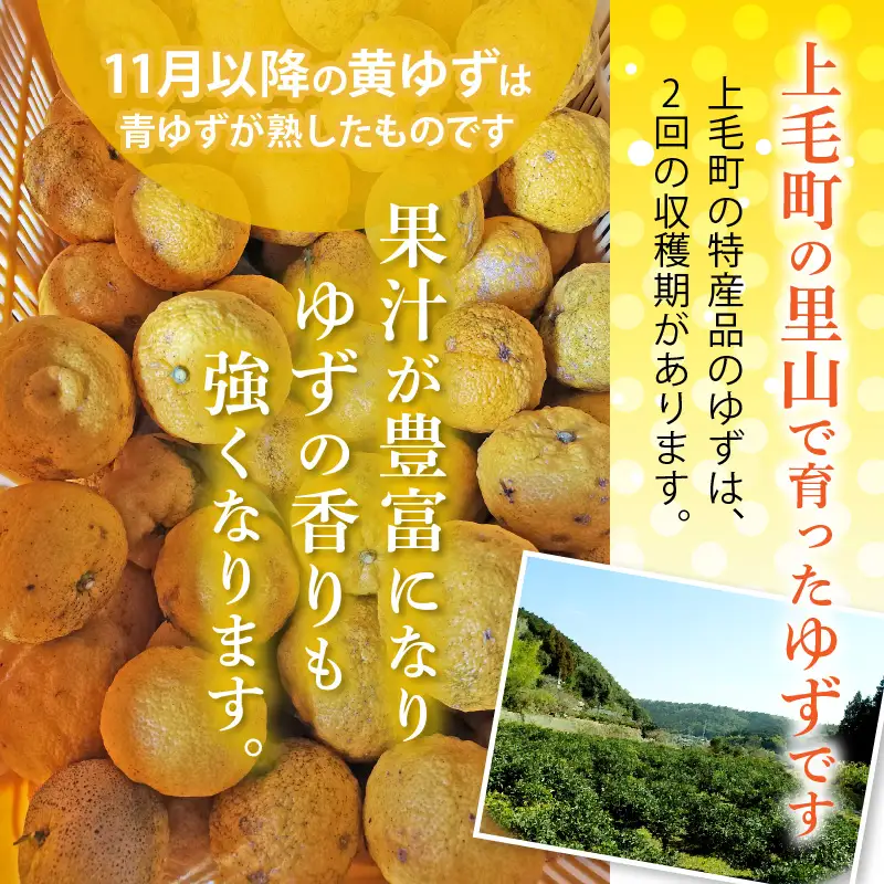 訳あり 黄ゆず生果実　約10kg _MM0208
