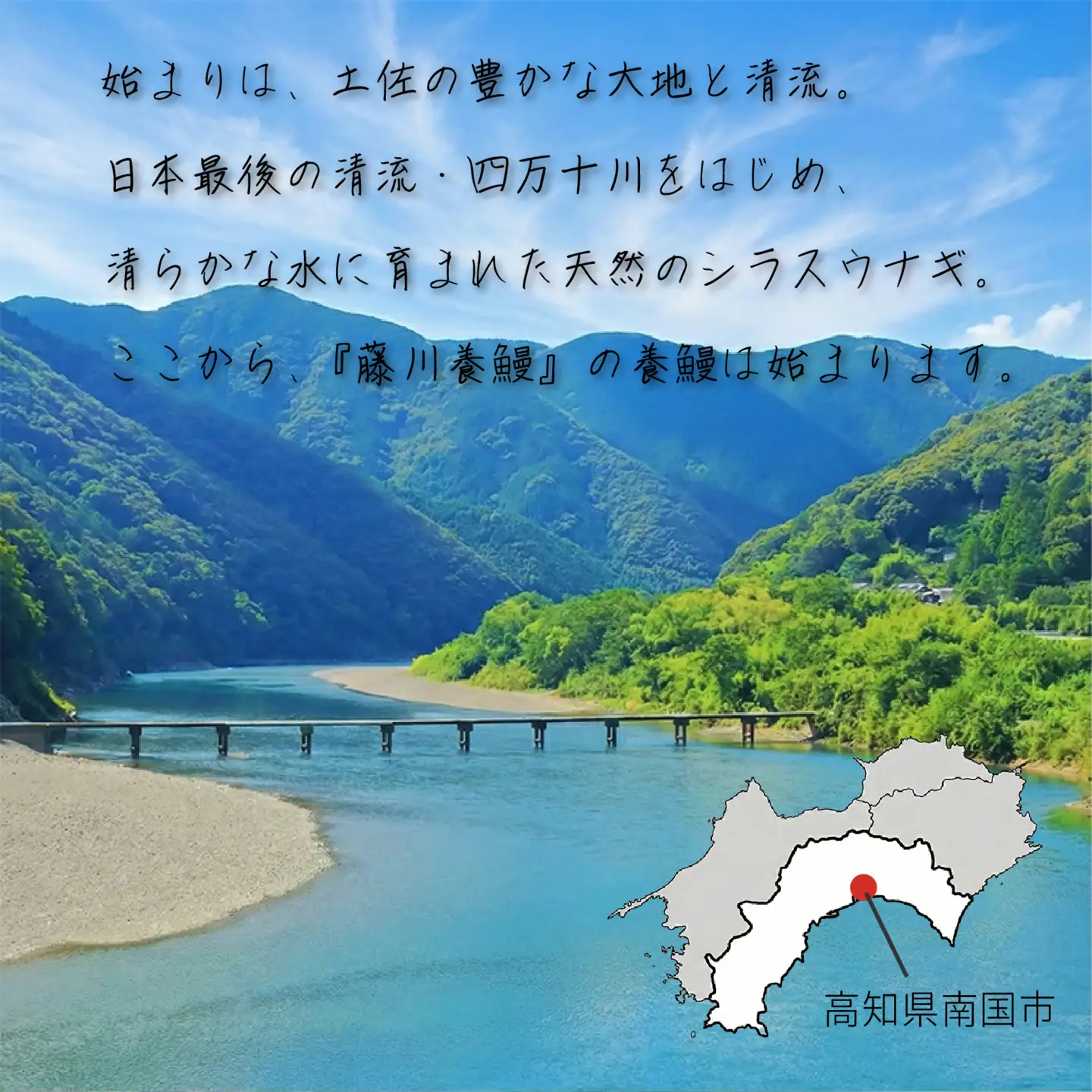 限定 国産 鰻 土佐はちきん うなぎ 白焼き 120g以上 | 白焼き しらやき 特上 極上 めす 贈答 南国市