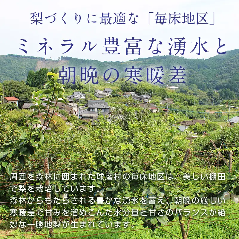 FKP9-723 【訳あり】マンゴー梨（王秋梨） 約4kg なし ナシ 梨 デザート フルーツ 果物 くだもの 果実 食品