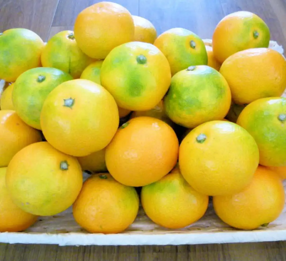 こだわり味自慢 温州みかん 約10kg  S～Lサイズ 濃厚な味のとろける美味しさ