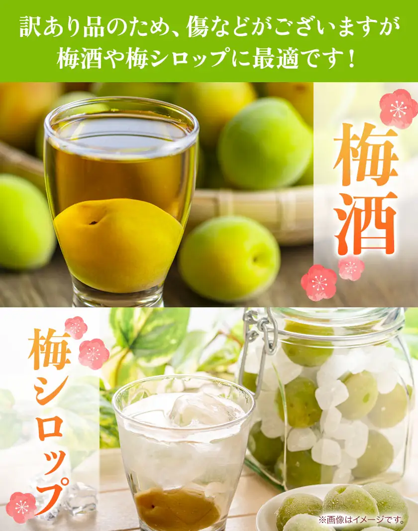 訳あり 南高梅 ( 青梅 ) 約4.5kg 山本農園