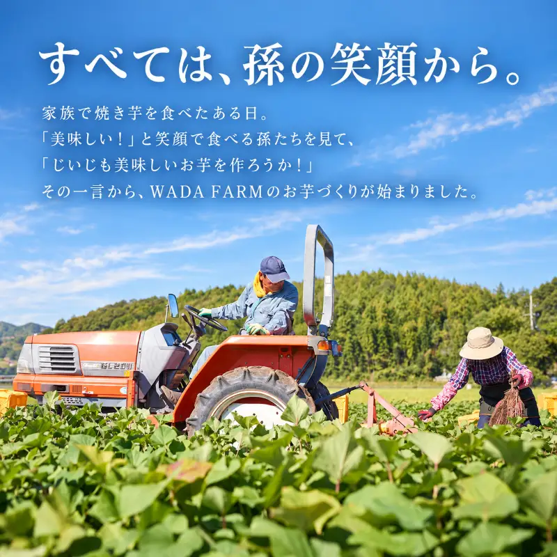 【 訳あり 】 さつまいも サツマイモ 紅はるか 10kg 生芋