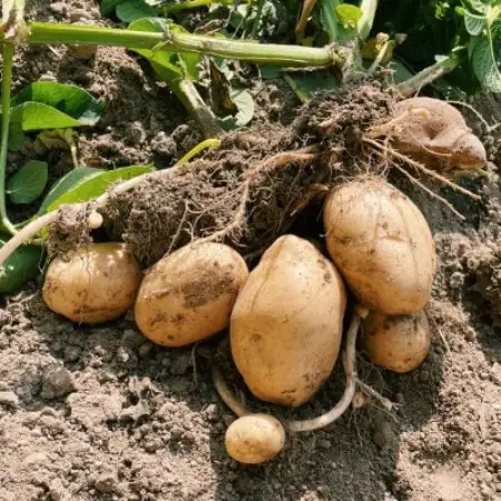 【有機JAS認証】本然農園の採れたて野菜セット5kg【配送不可地域：離島】【1779474】