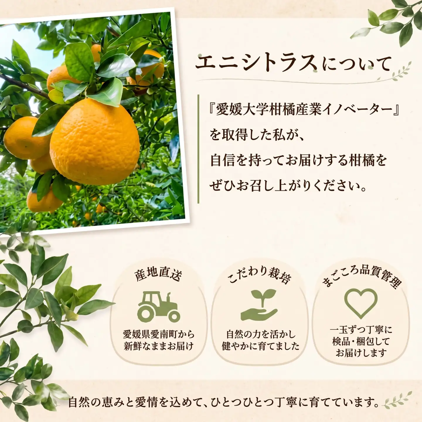 【先行予約】 訳あり 愛南ゴールド 約10kg＋傷み保障約1kg 合計約11kg 河内晩柑 柑橘 フルーツ 果物 みかん 家庭用 傷 不揃い 農園直送 愛媛県 愛南町 エニシトラス 発送期間：2027年4月上旬～5月下旬（なくなり次第終了）