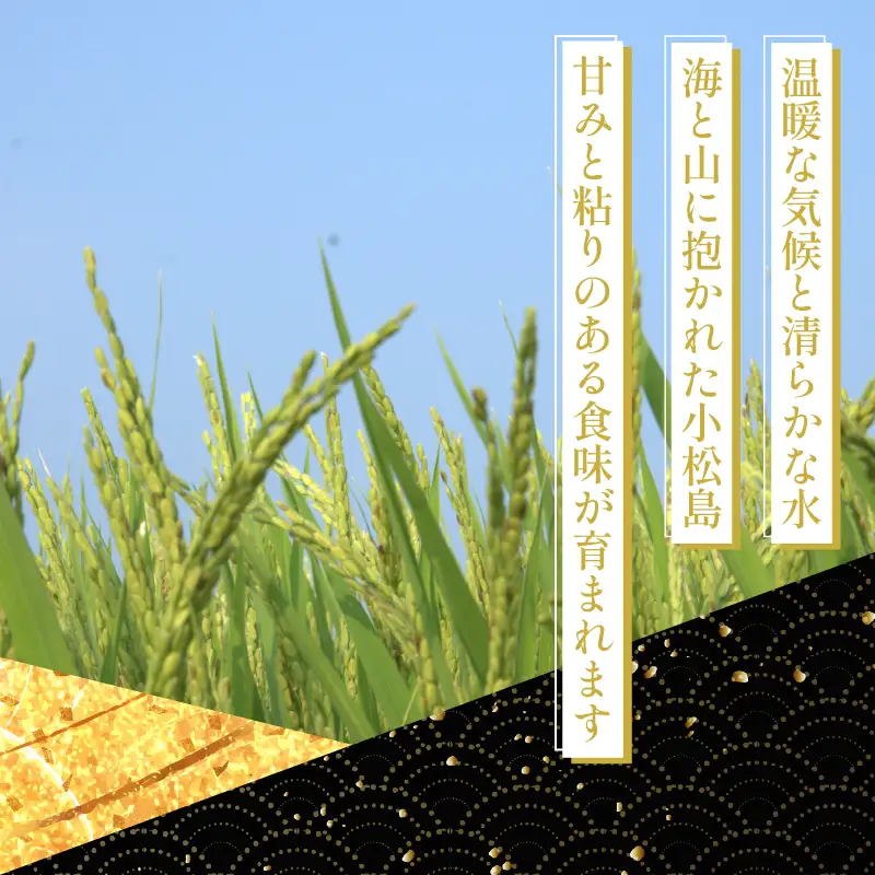 【令和8年産】新米 コシヒカリ5kg 米 白米 精米 こめ お米 産地直送 小松島市