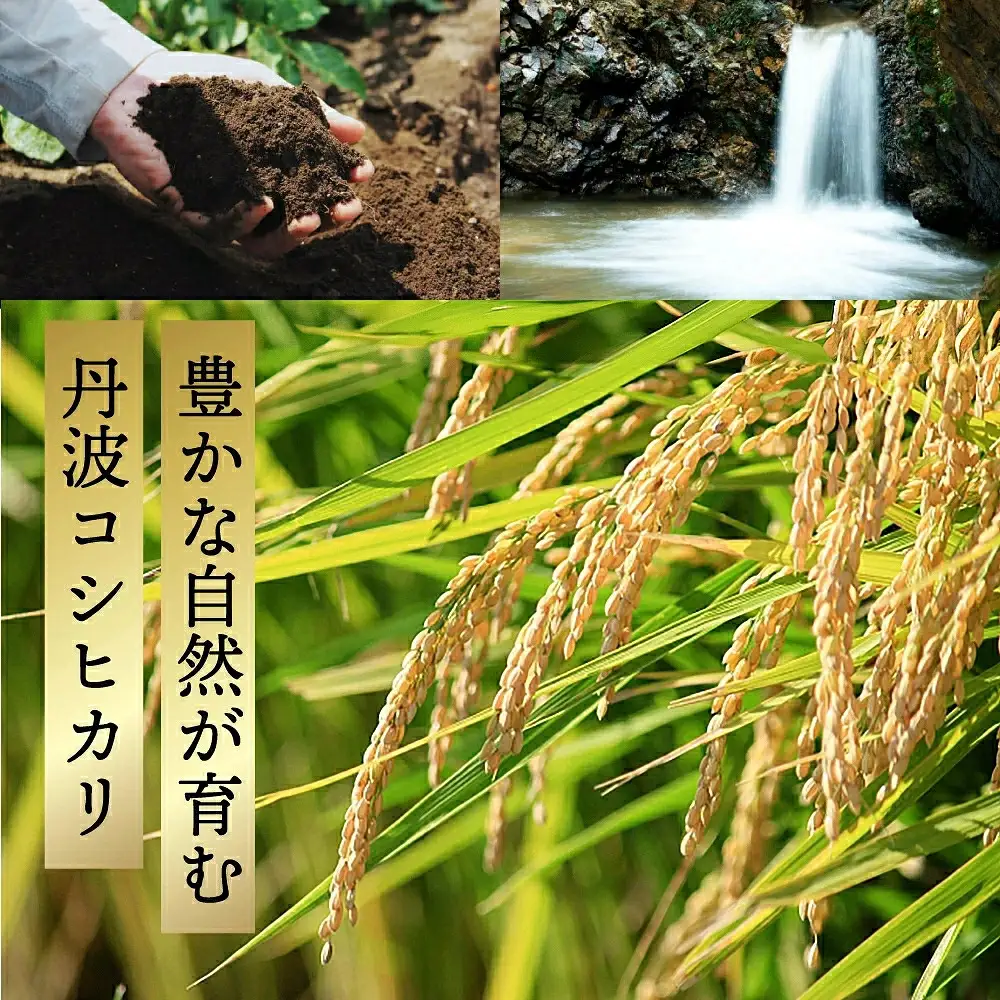 コシヒカリ〈スピード発送〉新米 丹波コシヒカリ〈低農薬 80%減〉特別栽培米 27kg コシヒカリ
