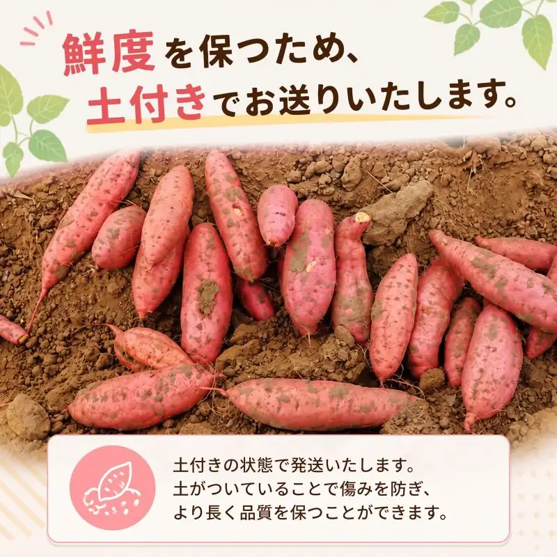 さつまいも 生芋 紅はるか 10kg 訳あり サツマイモ