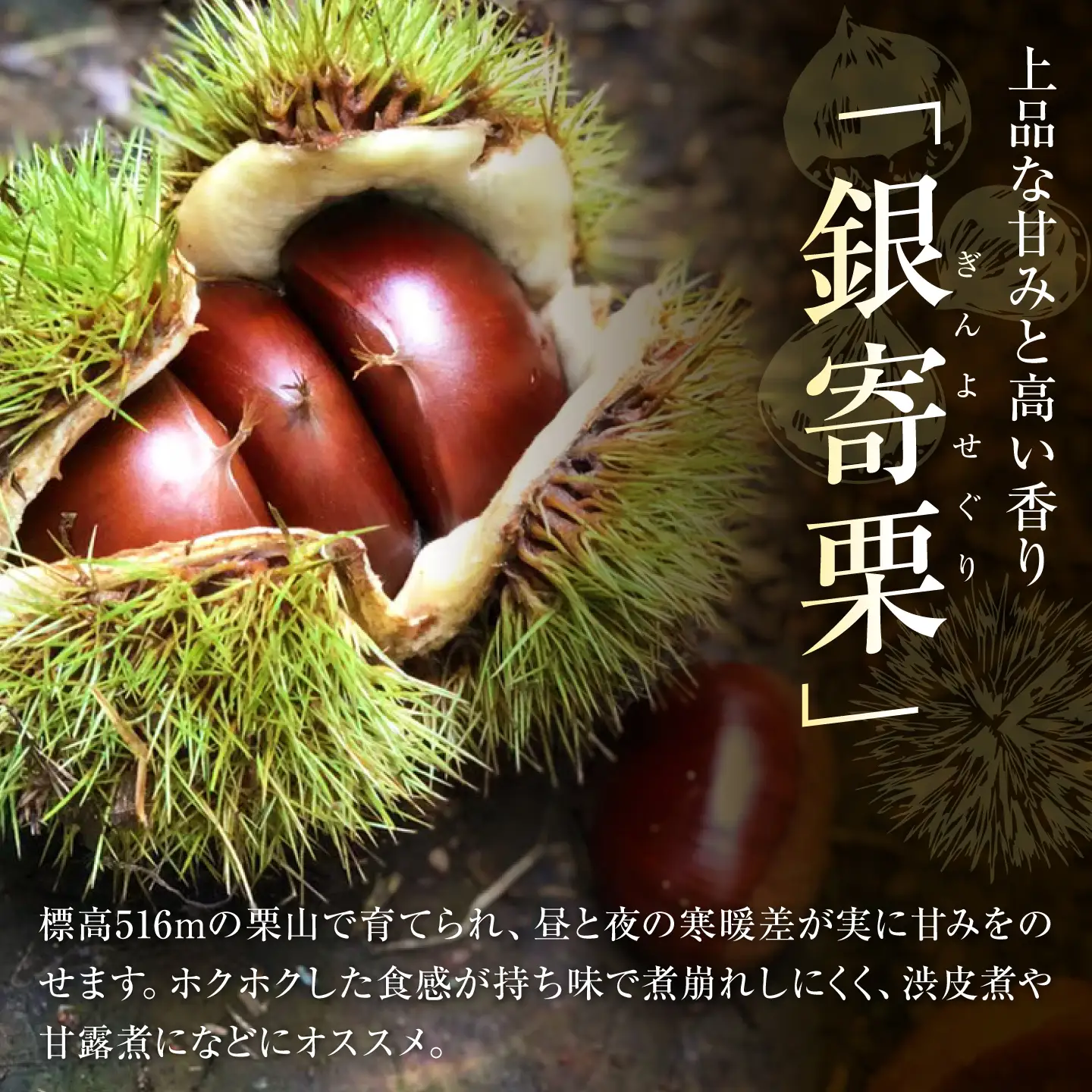 銀寄栗【先行予約】 特大3L 1kg 約30粒 栗 BKCC001