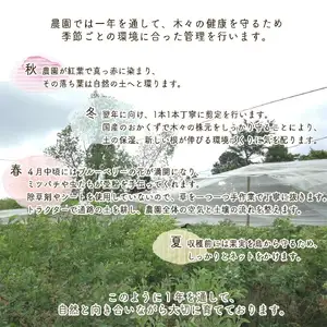 朝摘みブルーベリー 生果実 500g ベリー