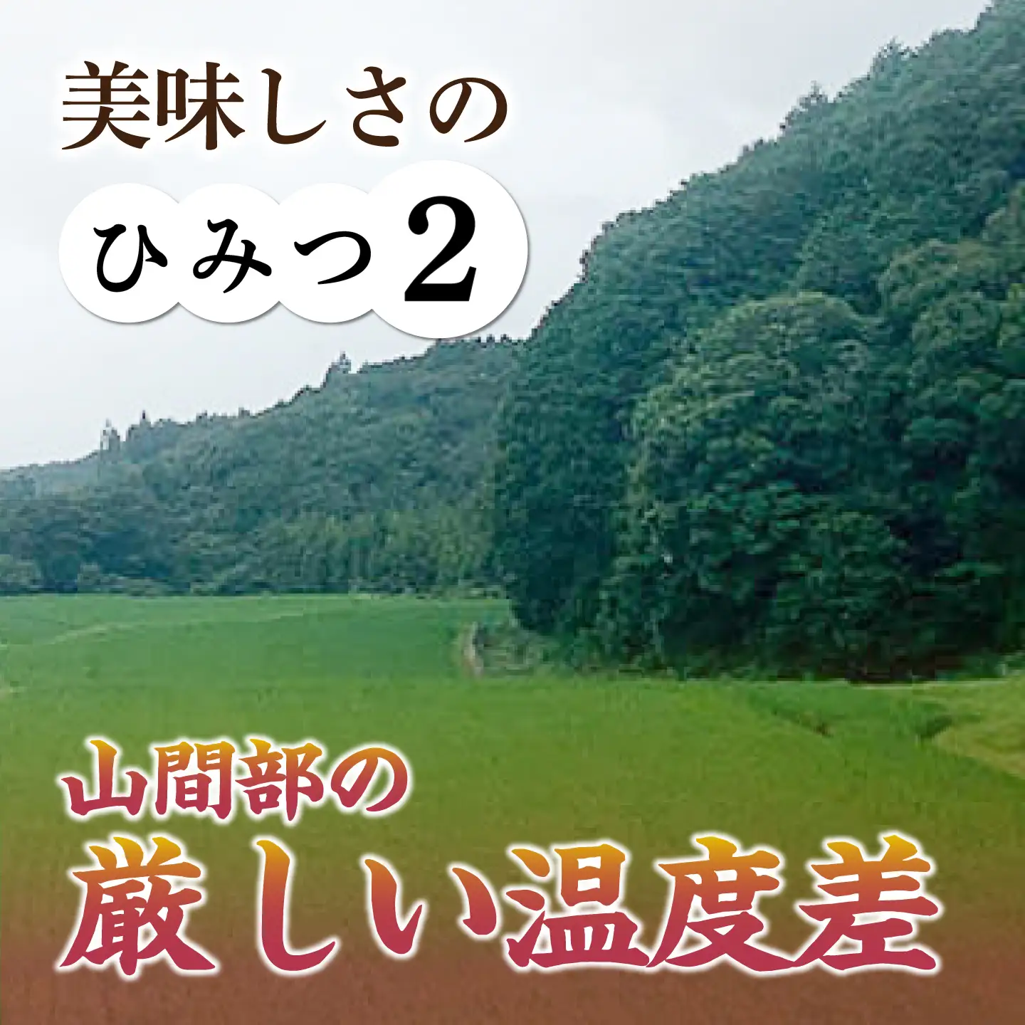 おいしい!亀山・白川産コシヒカリ 10kg 亀山市/せせらぎの里営農組合 お米 コシヒカリ 送料無料[AMAX004]
