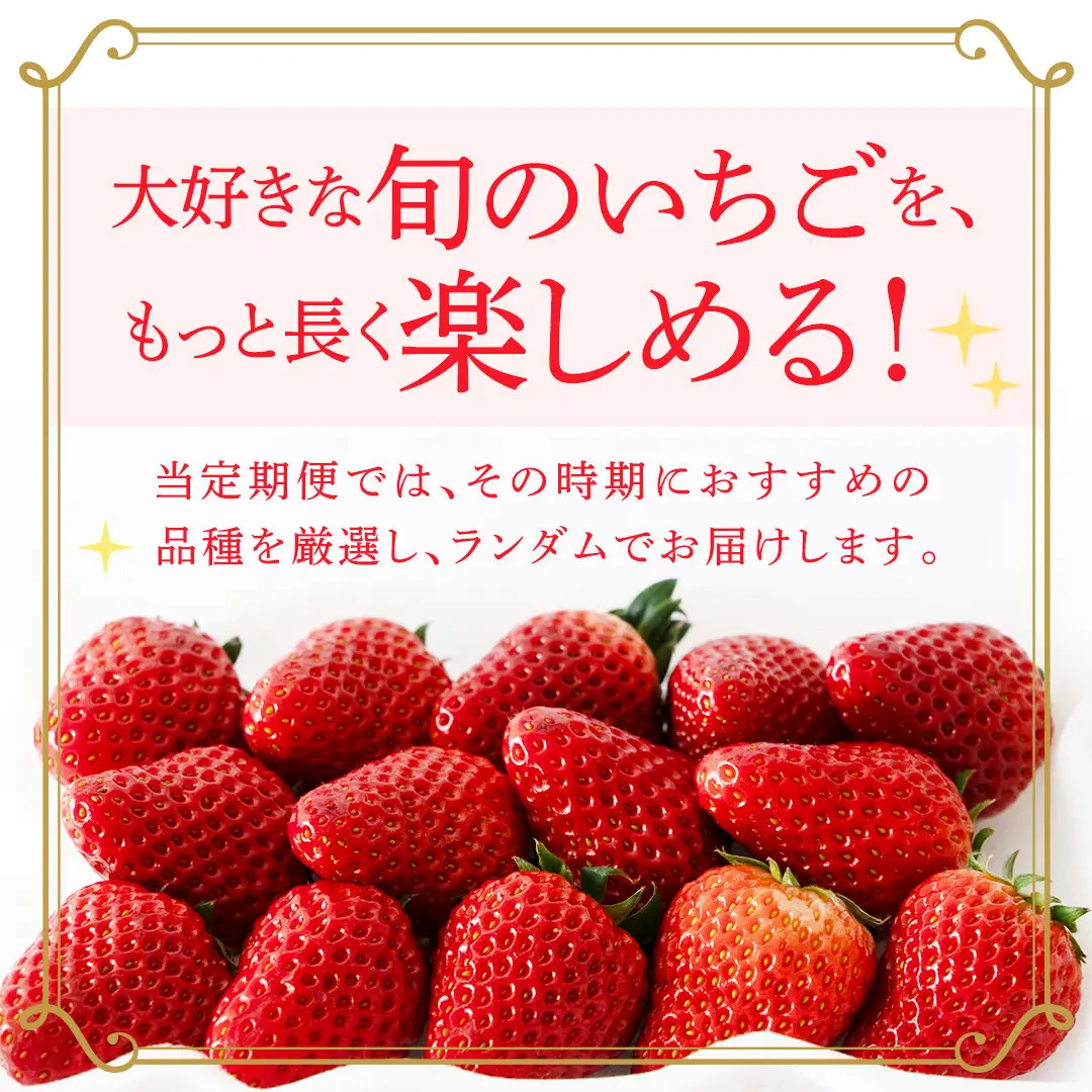 【定期便】旬ないちご品種おまかせ6ヶ月連続お届け便 （約250g×2パック）×6回【2026年12月から発送開始】（茨城県共通返礼品 [いちご]：城里町産） 果物 くだもの フルーツ イチゴ 苺 旬 品種おまかせ 人気