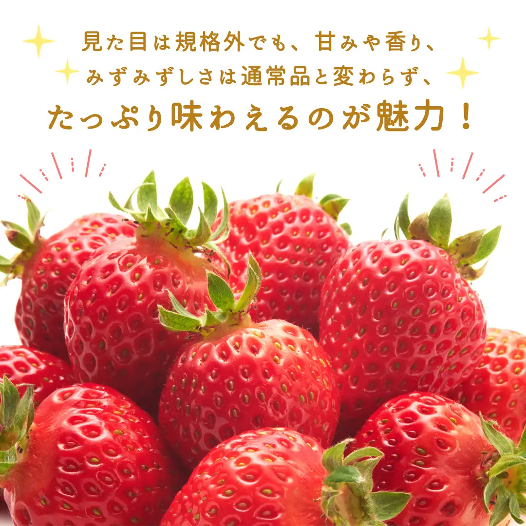 ＜ 訳あり ＞いちご 約1kg【2027年1月から発送開始】（茨城県共通返礼品 [いちご]：城里町産）いちご イチゴ 苺 訳あり 不揃い 家庭用 大容量 お得 ふるさと納税