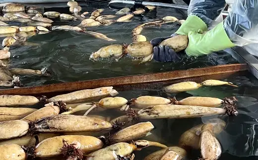 連島レンコン 約3kg （ 3本 ） レンコン れんこん 蓮根 野菜 やさい 根菜 国産 岡山県産 ビタミンC 食物繊維 【 2026年9月上旬から2027年5月下旬迄発送予定 】
