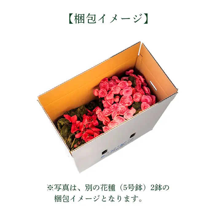 【先行受付】年末を華やかに彩る クリスマスフラワー ポインセチア 2鉢セット 5号サイズ 11月中旬頃からお届け！ [贈り物 ギフト 贈答 フラワーセット お花 観葉植物 パーティ 飾り ワンストップオンライン] TF0920-P00024 [TF920]