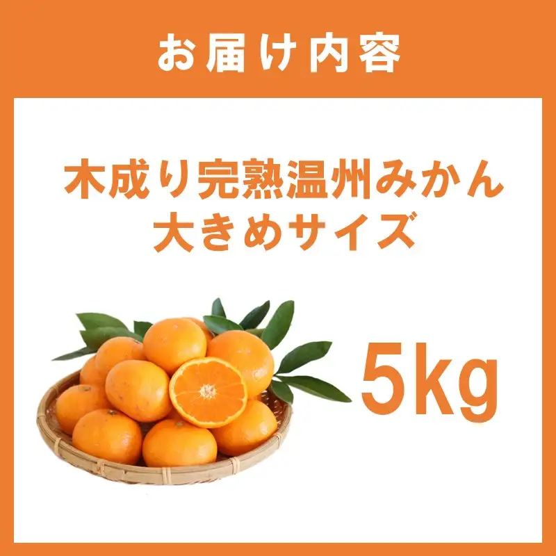 みかん5kg 木成り完熟温州みかん大きめサイズ≪先行予約≫2026年12月より順次発送予定【1360】