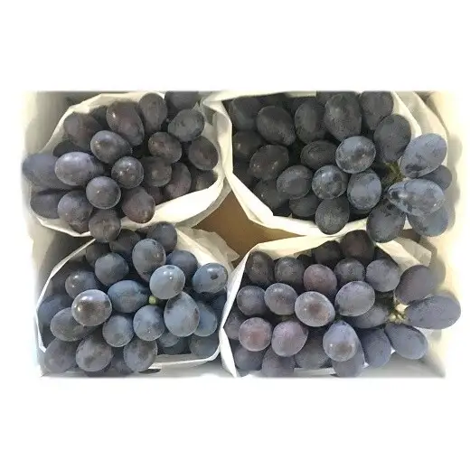 【令和9年産先行予約】 希少品種の黒系ぶどう 「高尾」 約2kg (3～5房 秀) 《令和9年9月頃～発送》 『南陽中央青果市場』果物 フルーツ デザート 山形県 南陽市 [1043-R9]