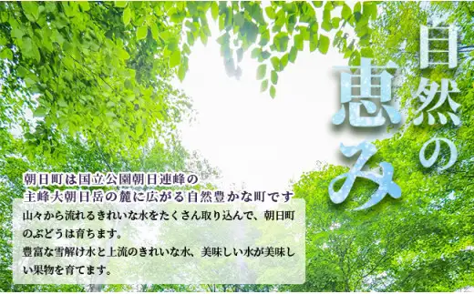 おまかせ ぶどう 詰め合わせ 3種 ～ 4種 食べ比べ セット 約 1.6kg 特秀 2026年産 農家直送 山形県 朝日町産 山形産 高級 ブドウ 葡萄 グレープ 果物 フルーツ 秋 送料無料