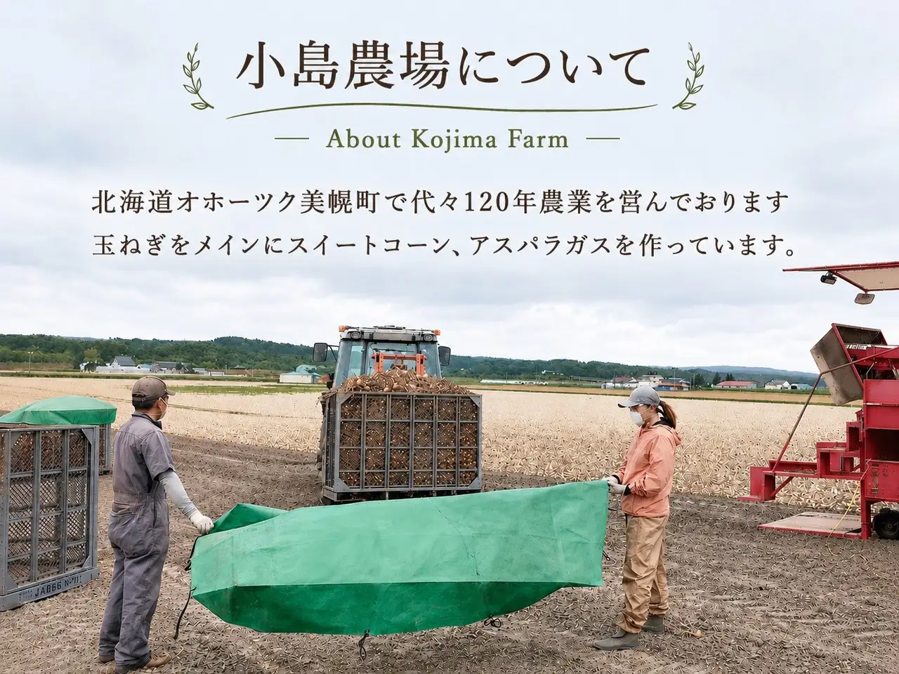 【10月発送】玉ねぎ 小島農場 20kg 美幌町産（2026年10月以降順次発送） AW006_a | 玉ねぎ