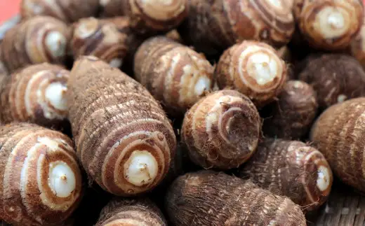 ほっくり美味しい♪化学合成農薬等不使用のサトイモ（白芽）約3.5kg