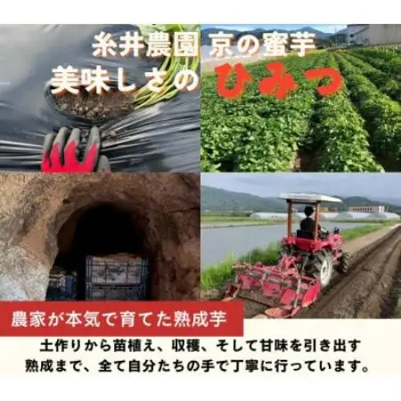【先行受付】11月上旬以降順次発送 訳あり 京の蜜芋 生芋3種 食べ比べセット 約2.5kg 土付き【1780279】