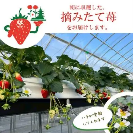【古都華 × ゆきざくら】紅白いちごセット　2パック(8～15粒入り/1pc)【配送不可地域：離島・北海道・沖縄県・東北】【1781682】