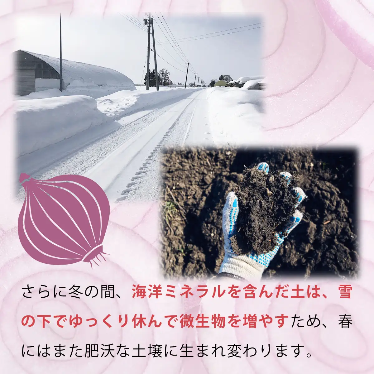 真珠の玉葱 ルージュ Lサイズ 5kg ＜海のミネラルで育てた赤玉葱＞｜玉ねぎ たまねぎ タマネギ 北海道産 岩見沢市【a134-011】