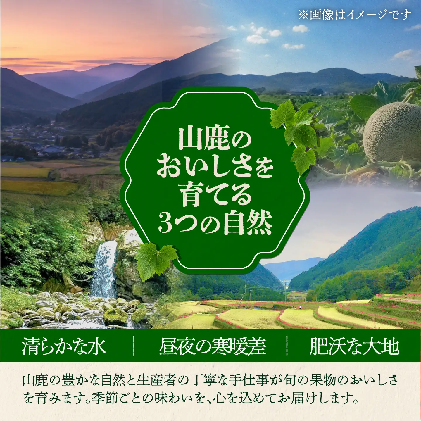【先行予約】【4回定期便】 フルーツの名産地 山鹿から直送する旬のフルーツ シャインマスカット 早生 みかん いちご 恋みのり 不知火 [ZZZ007]