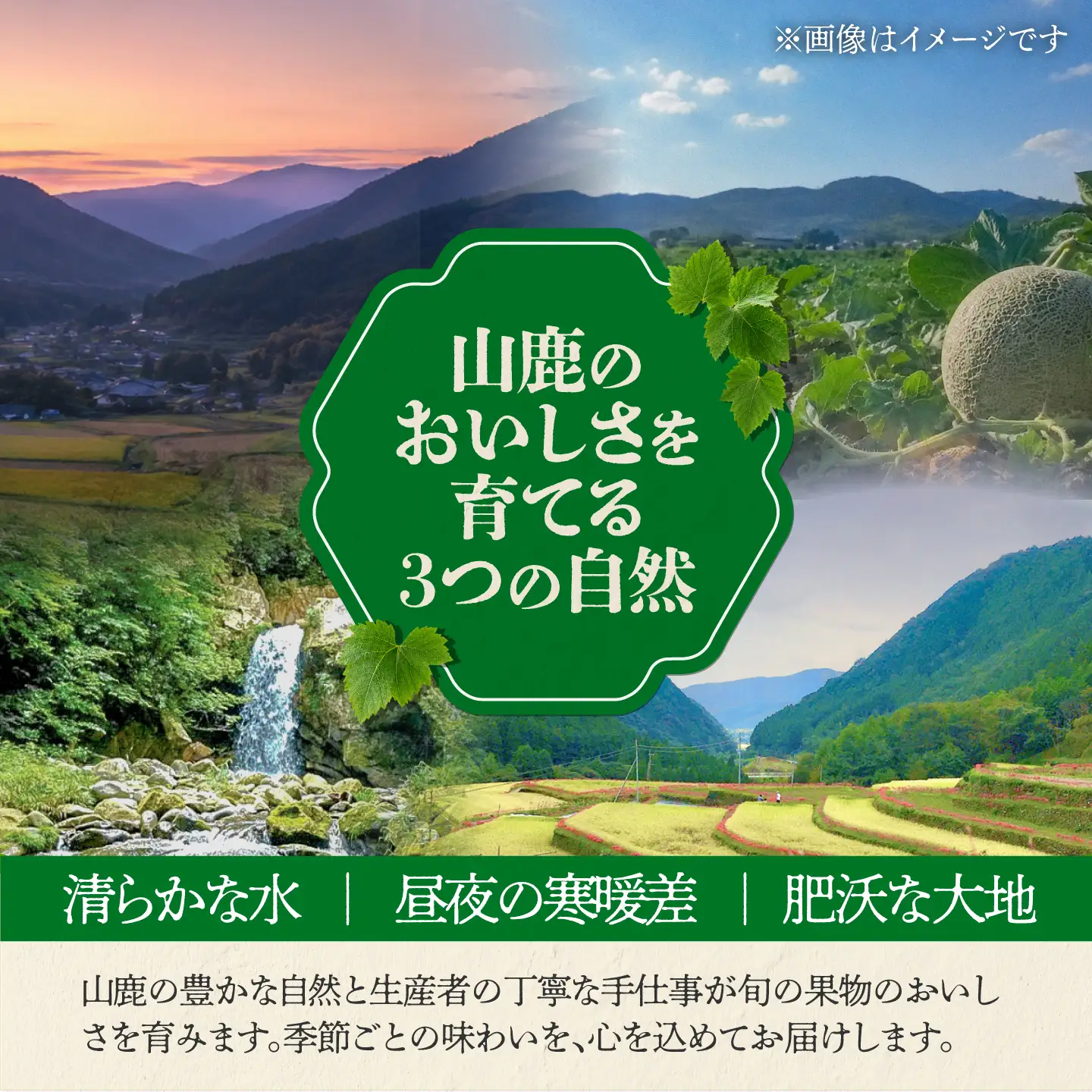 【先行予約】【6回定期便】 フルーツの名産地 山鹿から直送する柑橘定期便 みかん 極早生 早生 温州 白川 せとか 不知火 [ZZZ008]