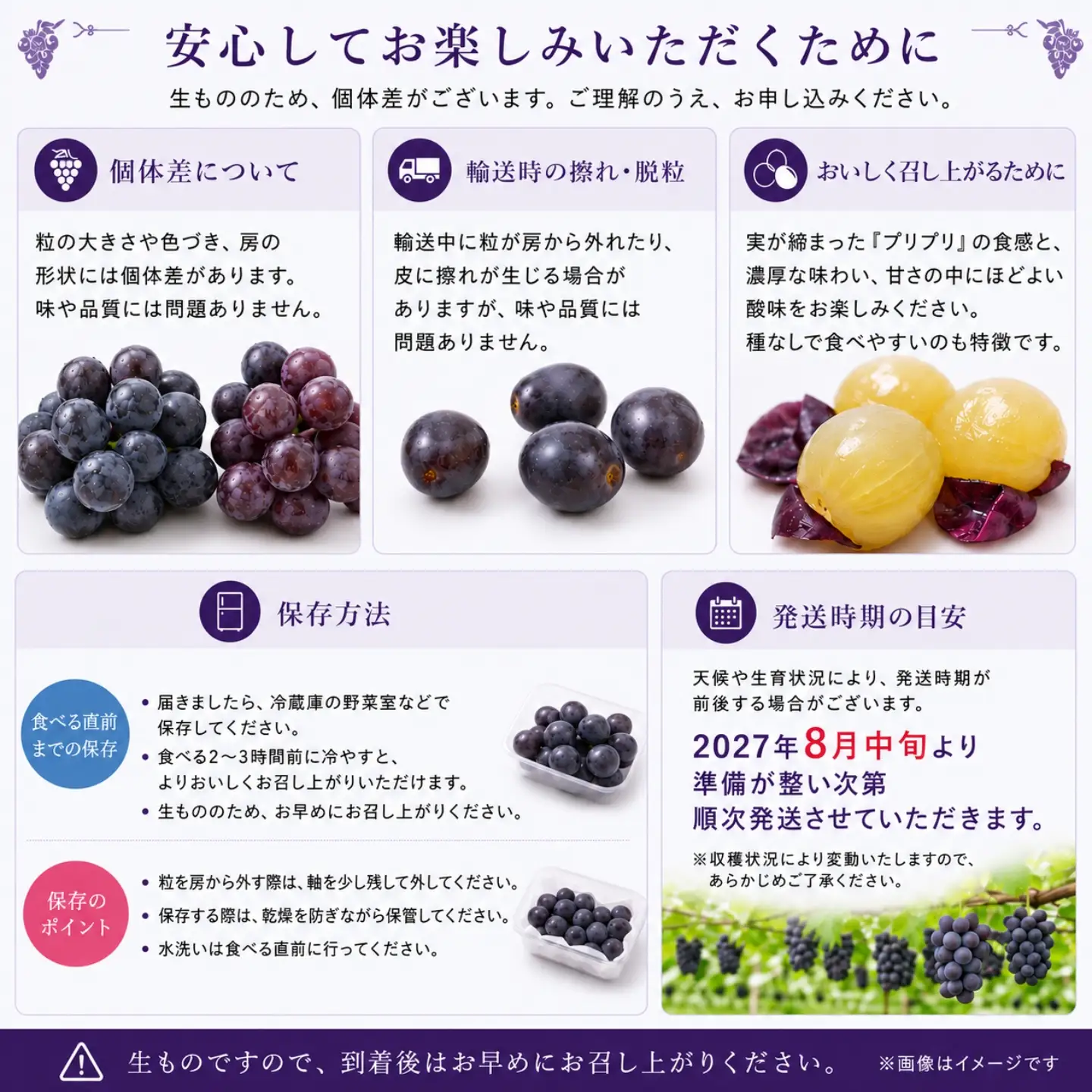 【2027年先行予約】ピオーネ 500g （粒）
