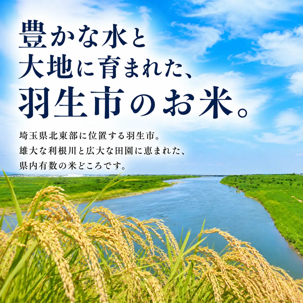 【3回定期便】 精米 彩のきずな 5kg 精米 