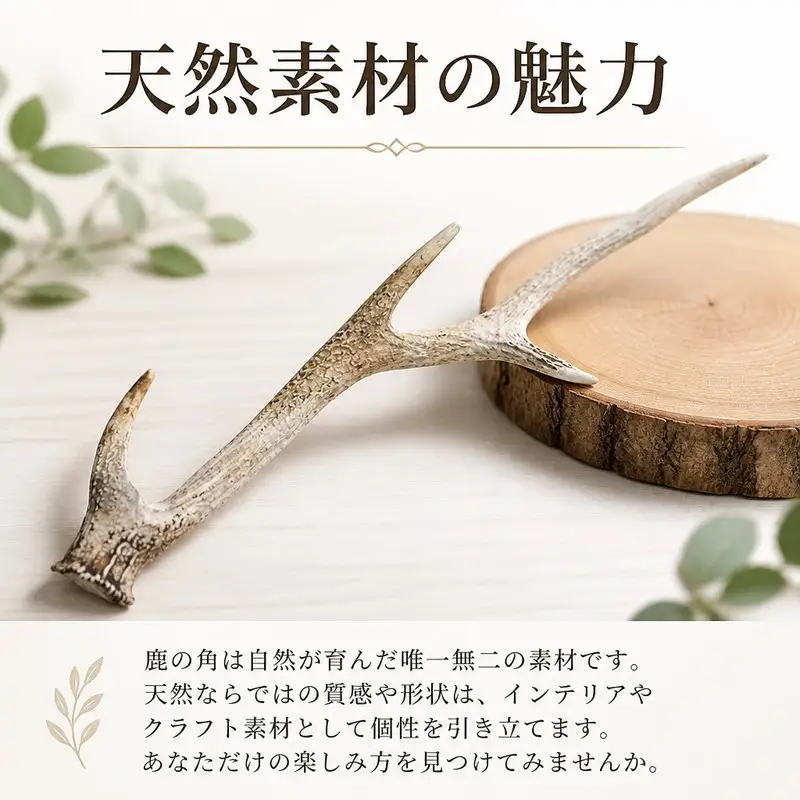 鹿の角 1本 インテリア 鹿角 ジビエ 【 鹿の角 】