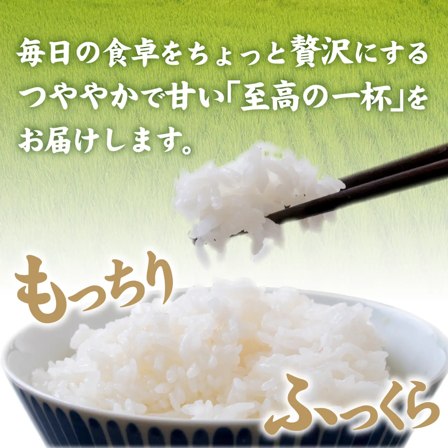 《定期便12ヶ月連続お届け》【ふくい米】令和8年産  福井市産コシヒカリ5kg [K-168016] | こしひかり