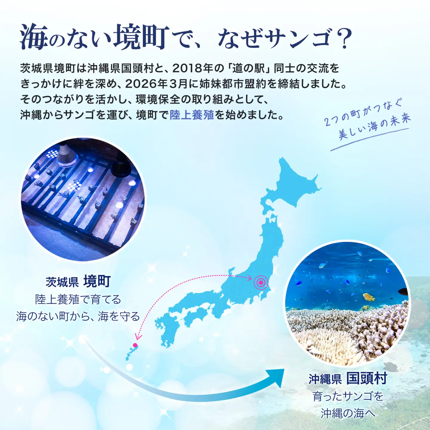 境町サンゴ株主プロジェクト サンゴ株主証明書（サンゴ1株） K2746