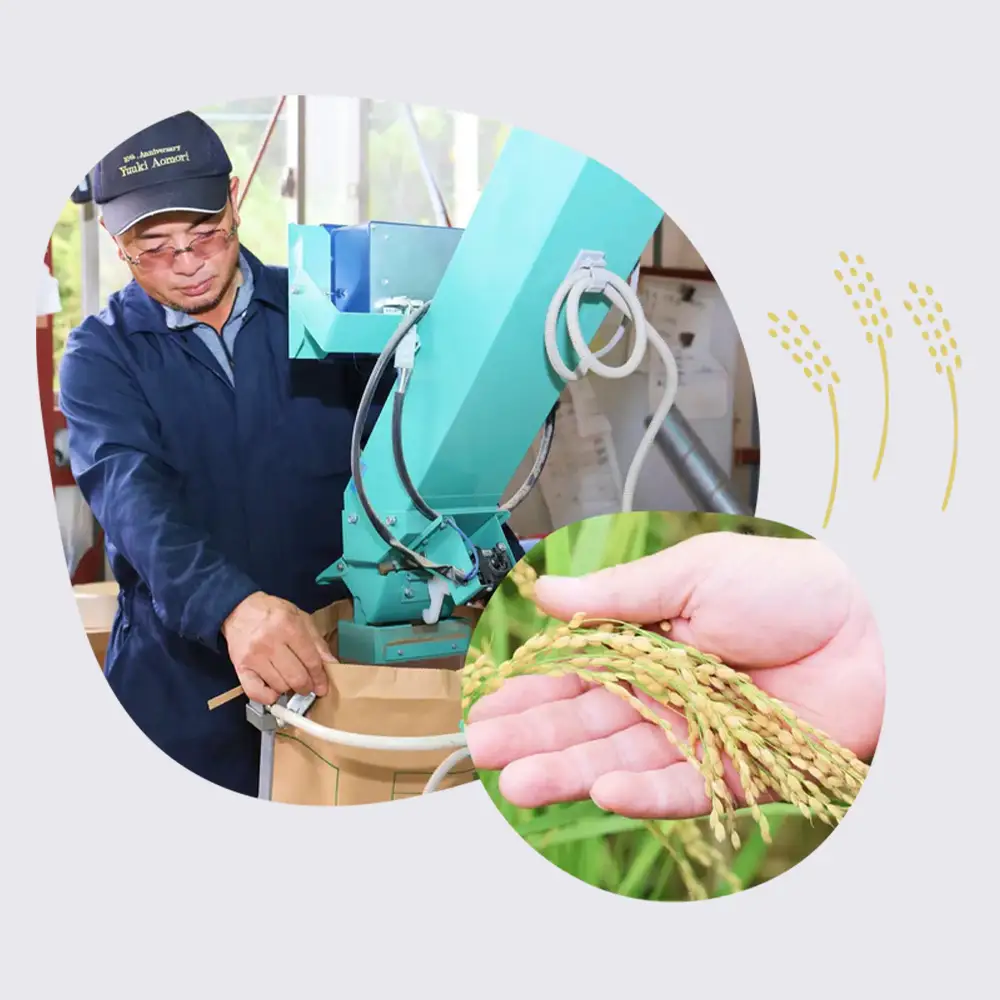 【令和8年産・先行予約】まっしぐら精米　5kg　【02402-0437】