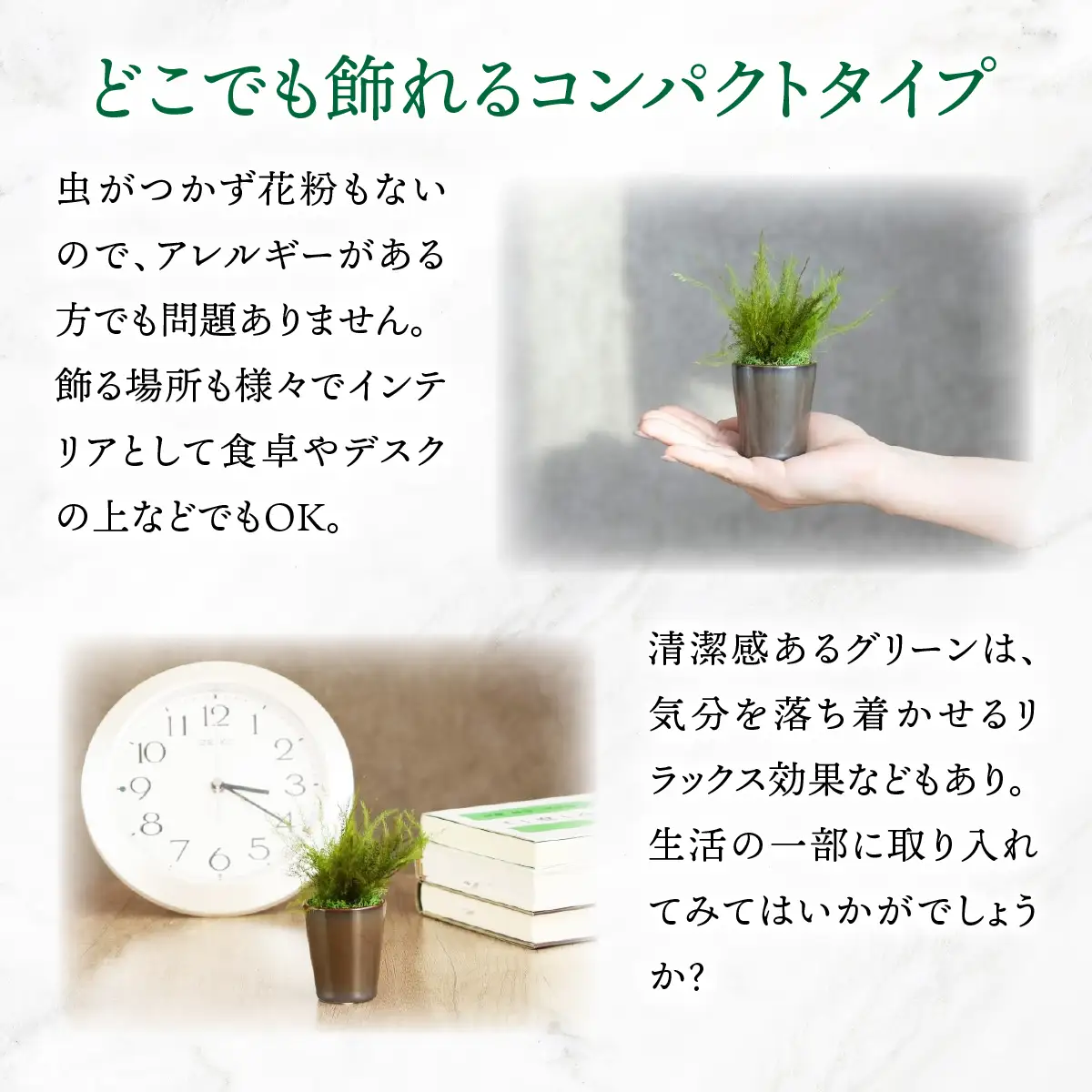 プリザーブドインテリアグリーン アスパラミント