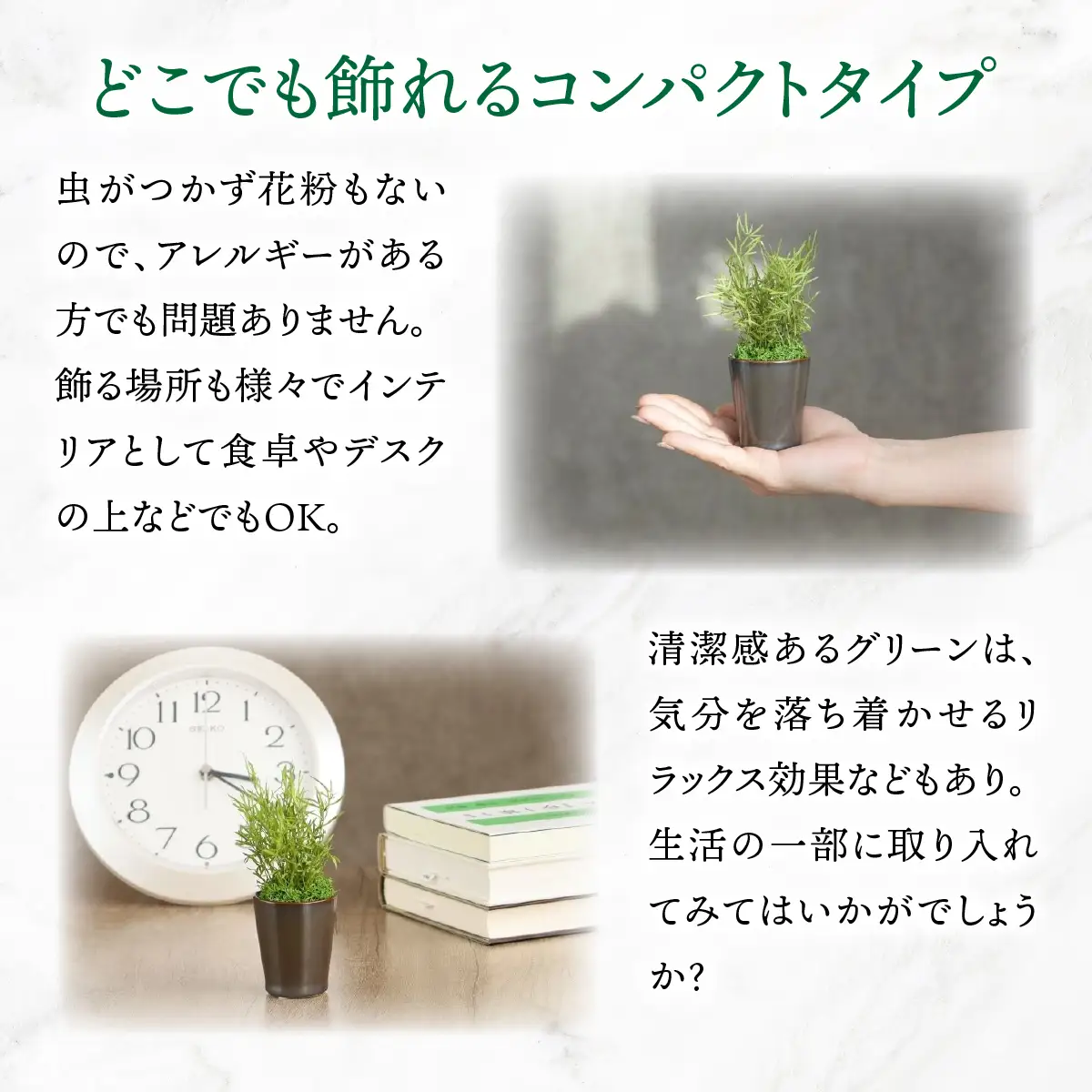 プリザーブドインテリアグリーン アスパラライムグリーン