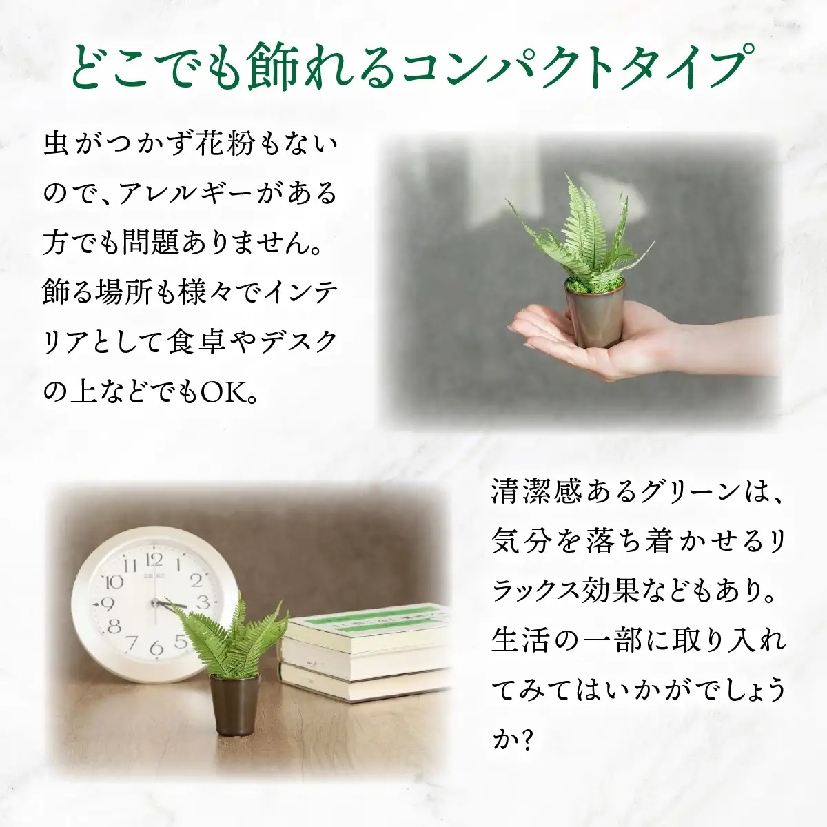 プリザーブドインテリアグリーン　ミニシダ