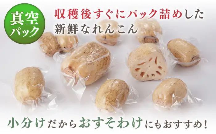 【年明け発送】【真空パック】洗いれんこん 約1.5kg ICE002-2