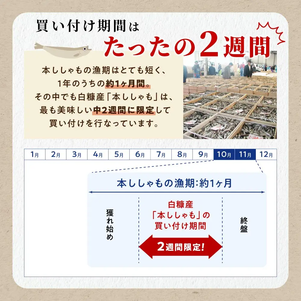 しらぬか産 本ししゃも メス 大きめ 20尾_A020-1542