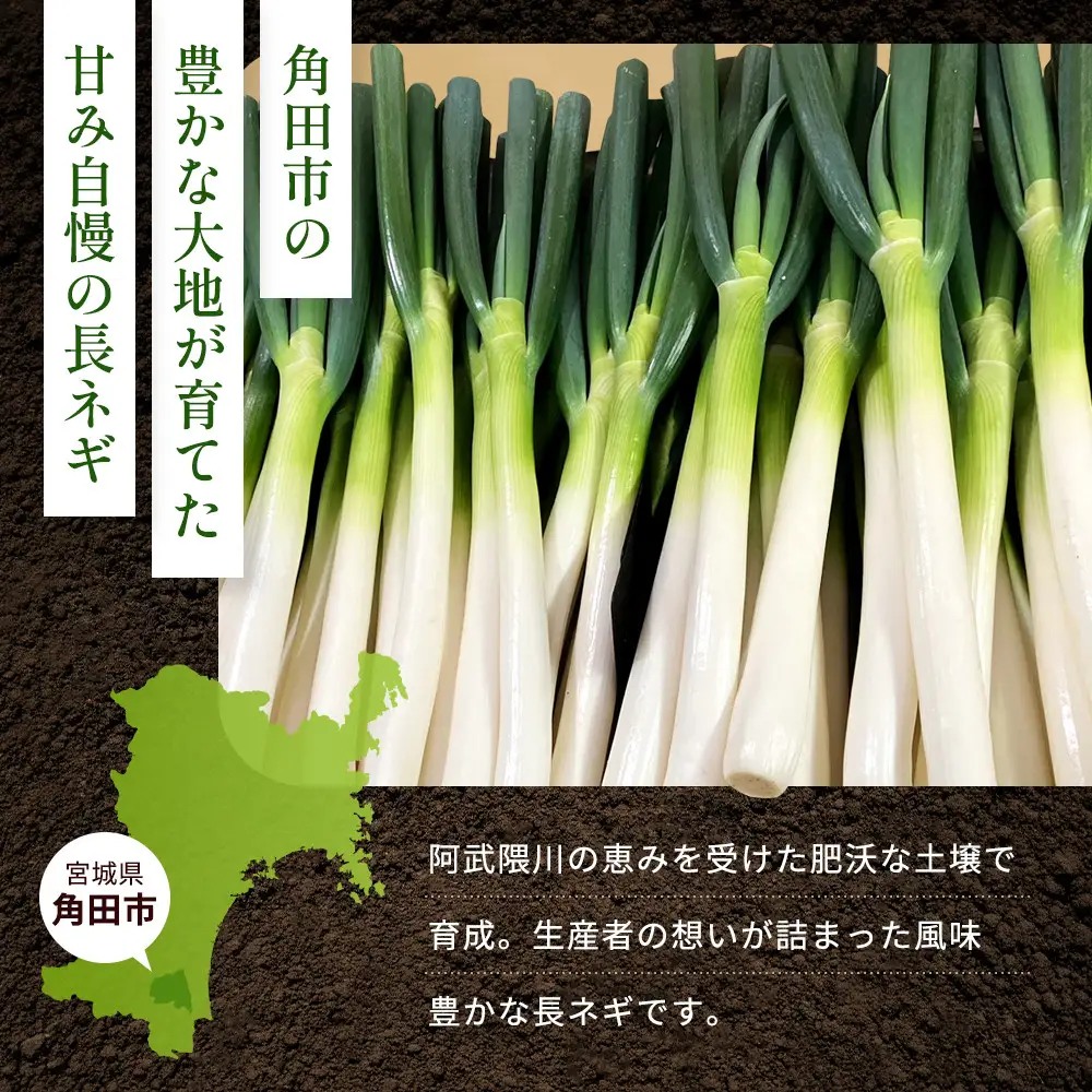 【先行予約】とれたて直送 角田市産！とろける甘みの「こだわり長ネギ」 約5kg （約20本～30本）【11月上旬以降発送】| 新鮮 産地直送
