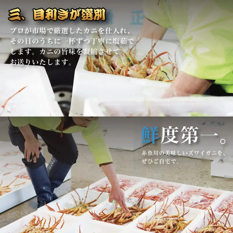 〈期間限定〉越後 本ズワイガニ 特大 1杯 1kg超え 姿 糸魚川産 浜茹で 鮮度が命！茹でたて直送 ギフトにも おススメ!! ずわいがに かに カニ 蟹 魚正 国産 日本海 新潟県