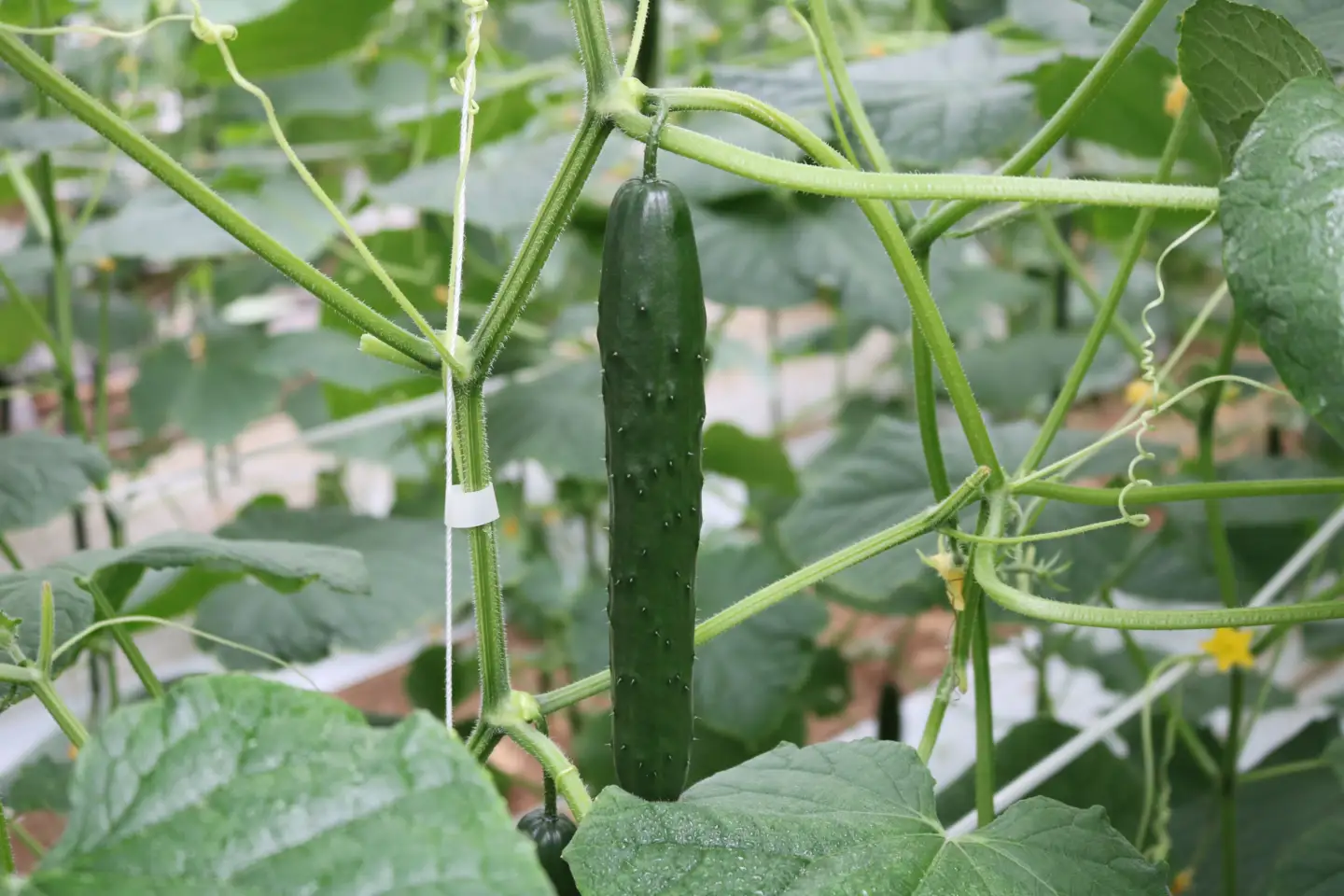 訳あり きゅうり 野菜 2キロ 2kg 胡瓜 