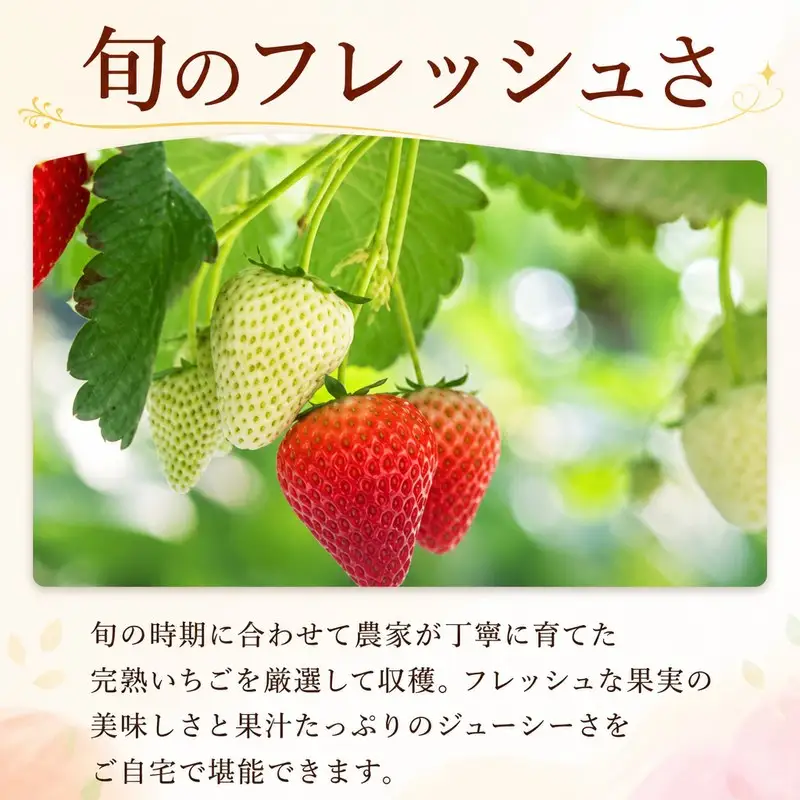苺 品種お任せ いちご 2パック ( 約900g ) 【12月発送】 