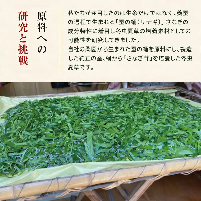 冬蚕夏桑 405粒 カプセル 国産 サプリ サプリメント 体調維持