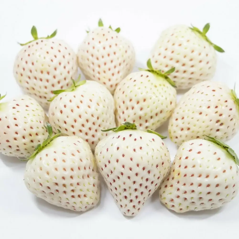 福岡県産 完熟白いちご（エンジェルエイト）約270g×2パック【2027年2月～発送】 フルーツ 果物 くだもの いちご 白いちご おすすめ 送料無料