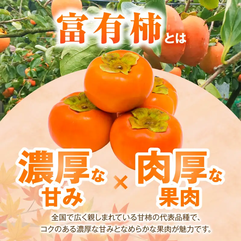 【先行受付】 富有柿 3kg こねり柿園自慢の富有柿 _KNR0508