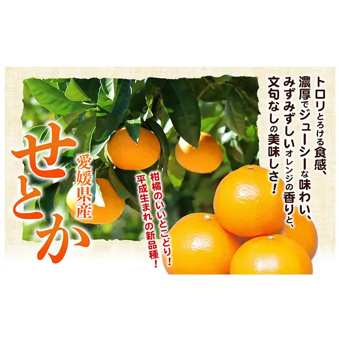 【数量限定 今季最終受付】愛媛県産せとか（露地）約5kg [50R0835]【高島屋選定品】秀M～２Lサイズ 2月中旬頃～順次発送＜旬 ギフト 高級 甘い みかん フルーツ＞[No.53030333]
