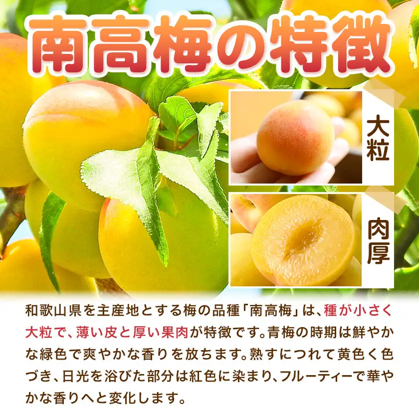 南高梅 約5kg マルツネ農園