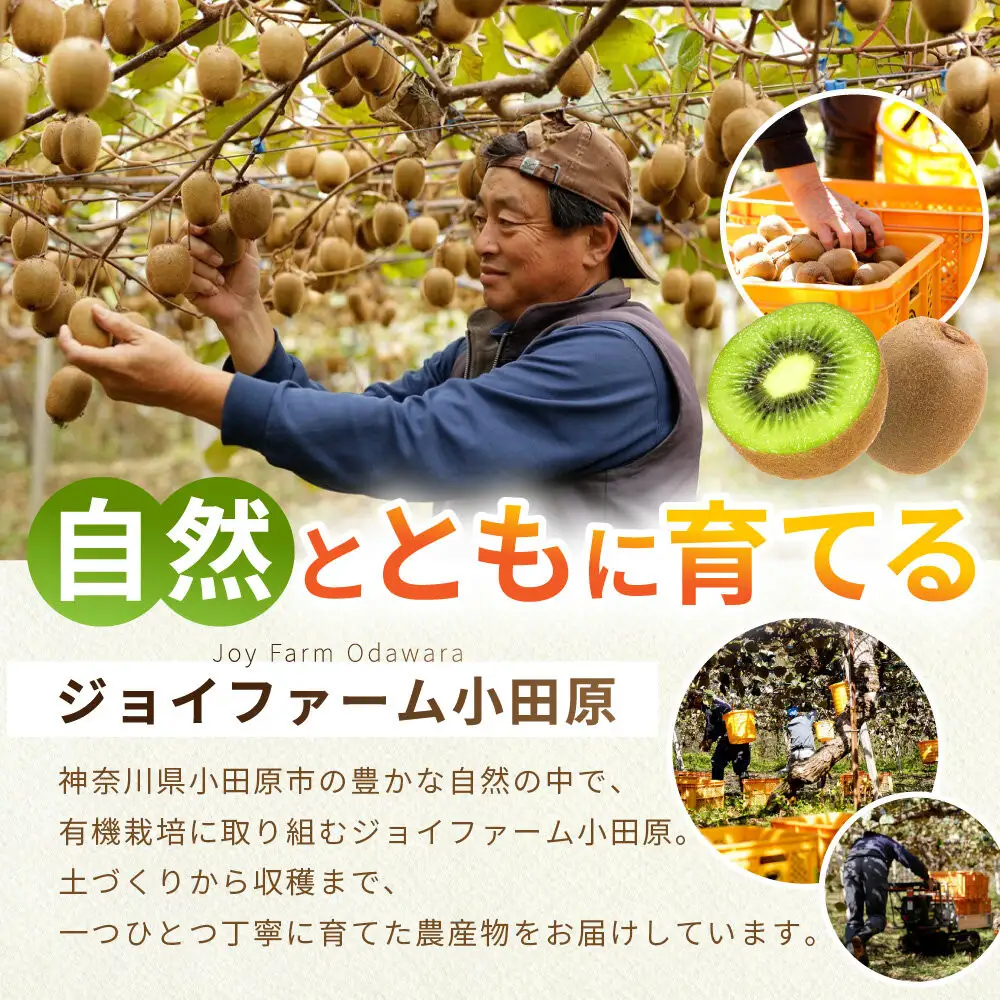 【先行予約】【有機栽培】追熟 キウイフルーツ 2.3kg【2026年12月上旬～2027年3月上旬発送】
